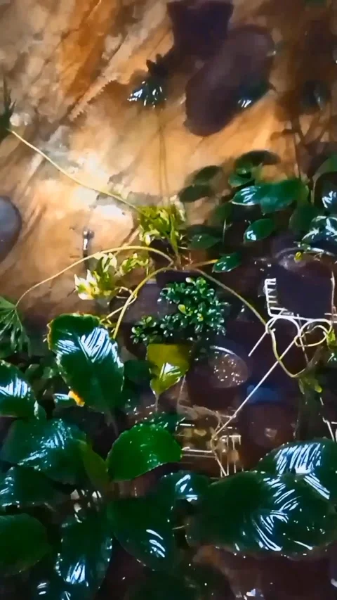Rain drops in my small garden 動画素材 234584279