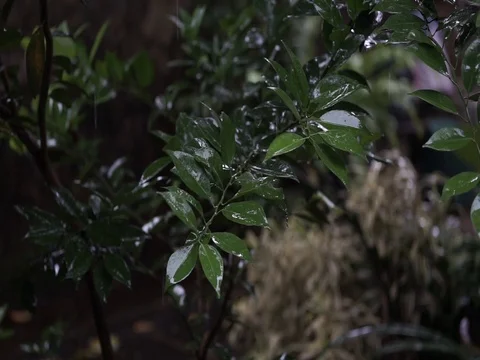 Rain drops on orange leaves, rainy day, still shot. Stock-Footage 85694635