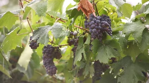 Rain Drops Over Grapes and Vine Leaves Video stock 11865654