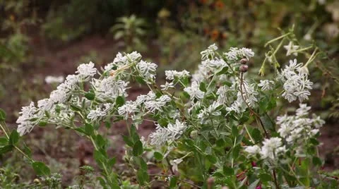 Rain Drops over White Flowers Video stock 11865959