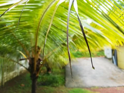 Rain Drops In Palm Leaf Foto stock