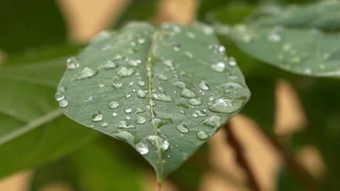 Rain drops on papaya Leaf Stock Footage 71695910