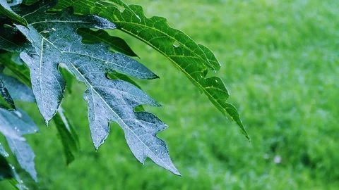 Rain Drops On Papaya Leaves 库存影片 100176813