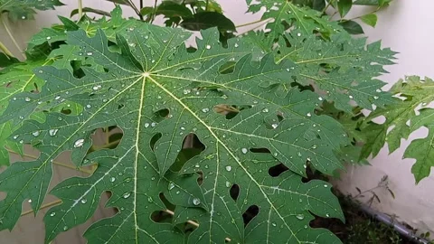 Rain drops on papaya plant leaves in the backyard Video stock 145570853