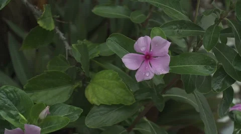 Rain drops on a Periwinkle flower Stock Footage 64220983