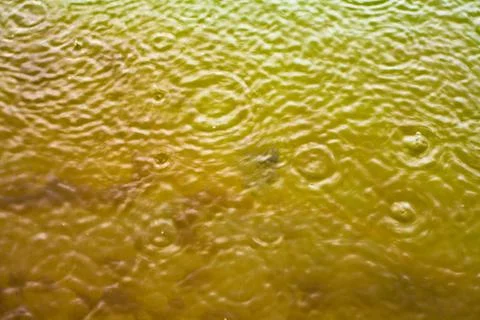 Rain drops Stock Photos