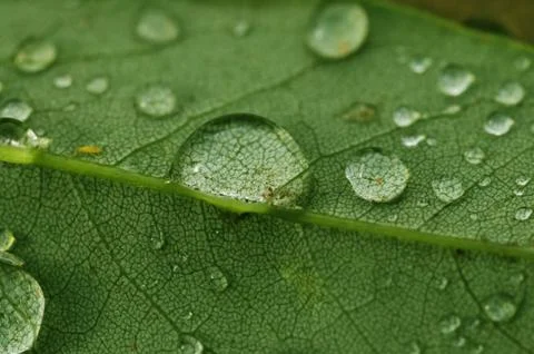 Rain Drops Stock Photos