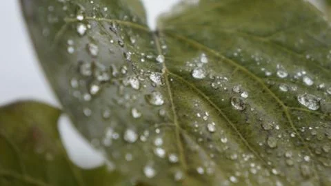 Rain-drops Stock-Fotos