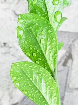 Rain drops Stock Photos