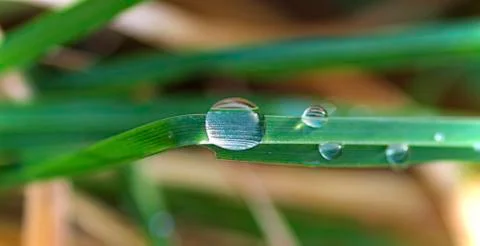 Rain drops Stock Photos