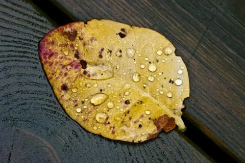 Rain drops. Stock Photos