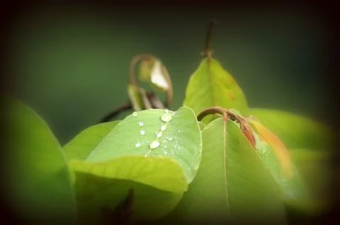 Rain Drops 库存照片