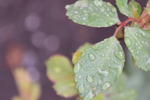 Rain drops Stock Photos