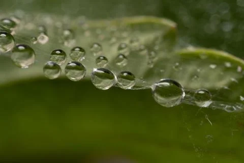 Rain drops Stock Photos
