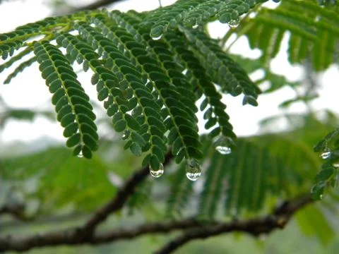Rain drops Foto stock