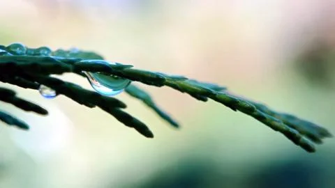 Rain drops Stock Photos