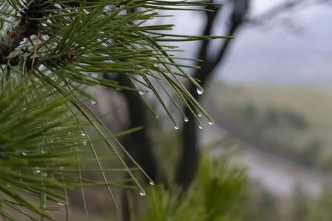 Rain Drops on Pine Needles Close Up Stock Photos