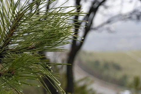 Rain Drops on Pine Needles Close Up Foto stock