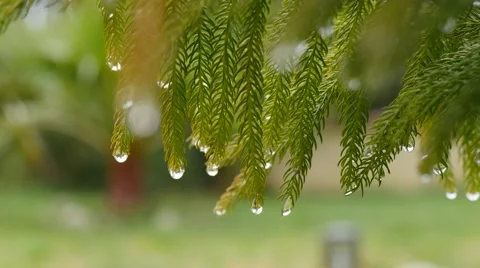 Rain drops on pine needles. Raining. 4K. Stock Footage 49318556