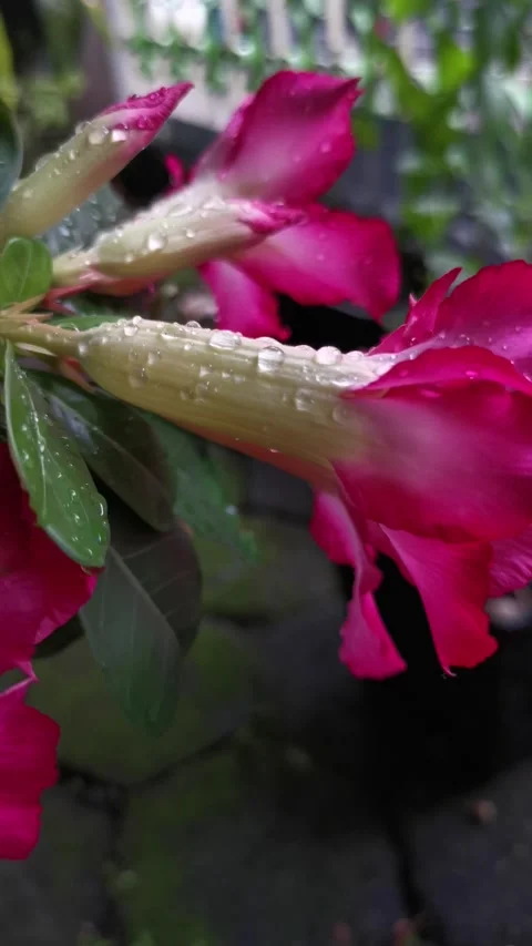 Rain drops on pink flower Stock Footage 312864585