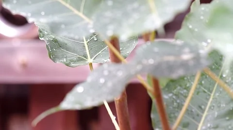 Rain drops on pipal leafs Stock Footage 53042625