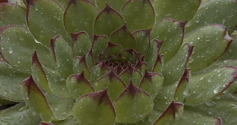 Rain drops on a plant Stock Footage 129742452