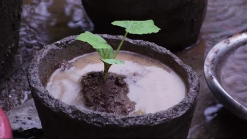Rain drops on plant Stock Footage 135673018