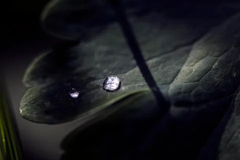 Rain drops on plant leaf macro close up Stock Photos