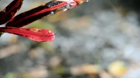 Rain drops on plant leaves Stock Footage 74837457