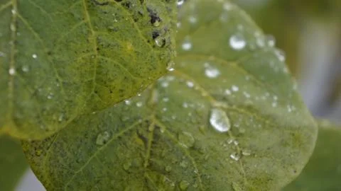 Rain drops in plants Stock-Fotos