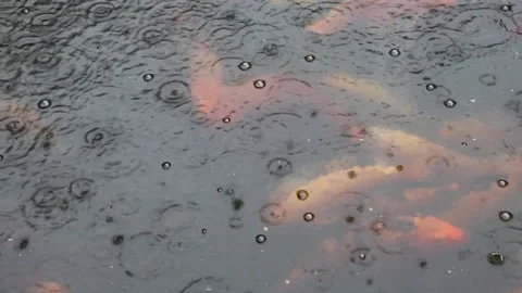 Rain drops in pond of Koi or jinli ( colored varieties of the Amur carp, or C Stock Footage 137372115