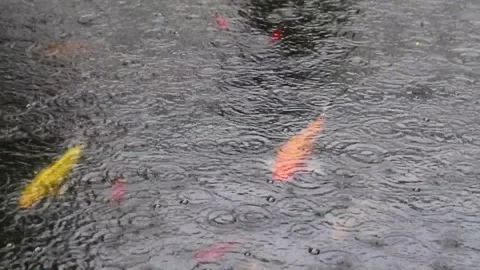 Rain drops in pond of Koi or jinli ( colored varieties of the Amur carp, or C Stock Footage 137372121
