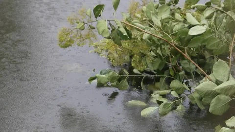 Rain Drops on a pond water and green leaves reflection 2 Video stock 340001938