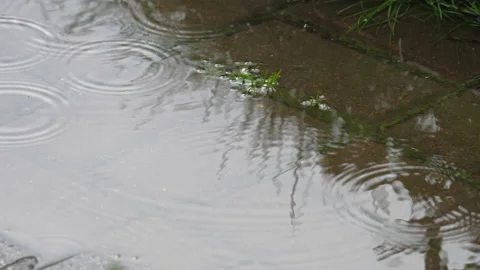 Rain, drops in a puddle Stock Footage 166167904