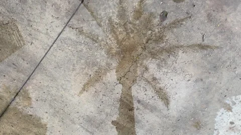 Rain drops in puddle Stock Footage 300159553