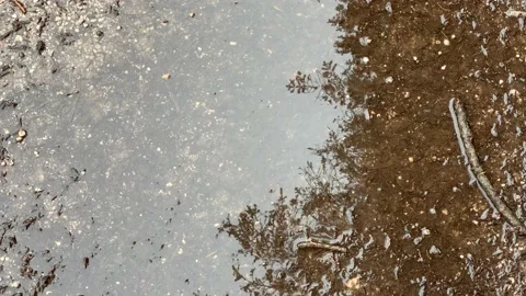Rain Drops Into A Puddle In The Forest Video stock 146012186