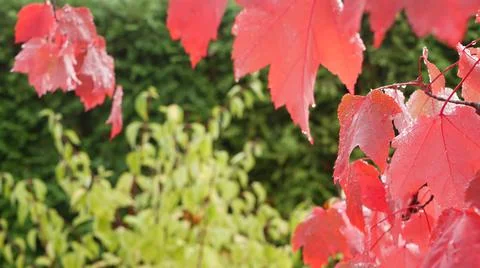 Rain drops, red autumn maple tree leaves. Water droplet, wet fall leaf in forest Stock Photos