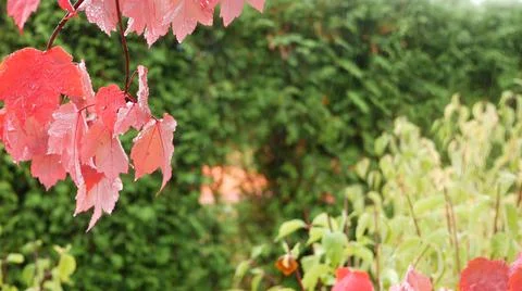 Rain drops, red autumn maple tree leaves. Water droplet, wet fall leaf in forest Stock Photos