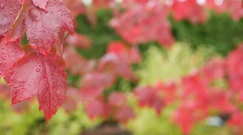 Rain drops, red autumn maple tree leaves. Water droplet, wet fall leaf in forest Stock Photos