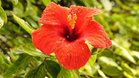 Rain drops on a red flower. Europe. Stock Footage 85452988