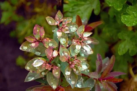 Rain Drops Red Tip Flowers . Wood Spurge in nature Stock Photos