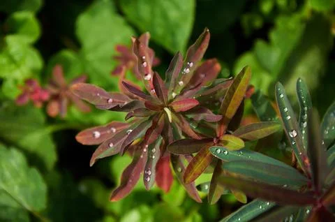 Rain Drops Red Tip Flowers . Wood Spurge in nature Stock Photos