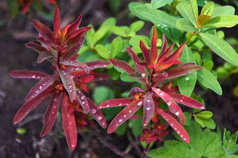 Rain Drops Red Tip Flowers . Wood Spurge in nature Stock Photos