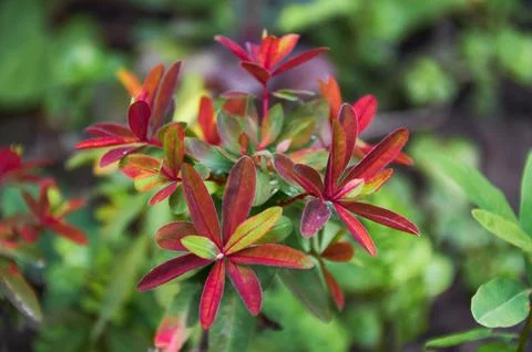 Rain Drops Red Tip Flowers . Wood Spurge in nature Stock Photos