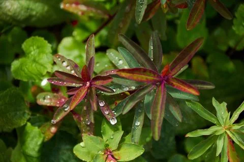 Rain Drops Red Tip Flowers . Wood Spurge in nature Stock Photos