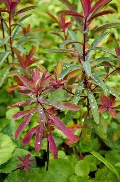 Rain Drops Red Tip Flowers . Wood Spurge in nature Stock Photos
