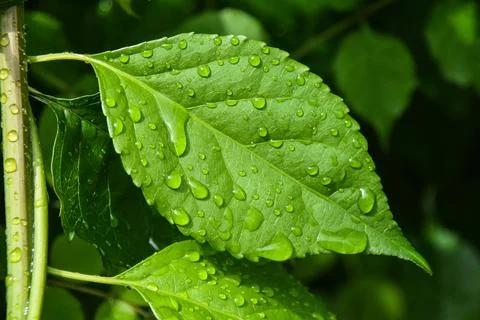 Rain drops resting on leaves Stock Photos