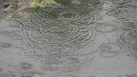 Rain drops ripple into water puddle Stock Footage 273879200