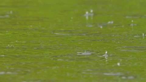 Rain drops rippling in a puddle Stock Footage 133832416