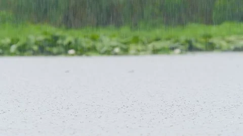 Rain drops rippling in a puddle Vídeo Stock 133832710